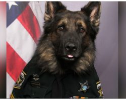 Police K9 Corporal Chico Poses In Official Uniform For ID Badge Photo Shoot