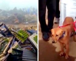 Dog Watches His Family Get Crushed Under Landslide, Goes Into Heavy Depression