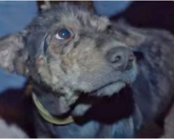 Feeble Dog Chained Up For 5 Years Wept As Rescuer Held Her Face In Her Hands