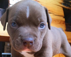 Young Puppy Was Bought Off Of Craigslist For $600 Then Promptly Dumped