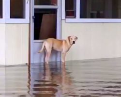 Family Abandons Their Dog During A Flood, Don’t Even Bother Coming Back For Him