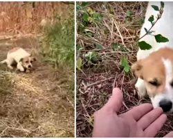 Harmed Puppy Tired Of Running Digs Deep To Accept His Hand Before Sky Erupts