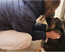 Woman Adopts Abused Dog With Dead Pups In Womb, Has To Give Her Back & Broke Down