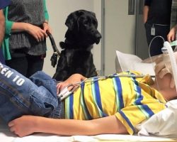 Autistic Boy Was Scared Of Hospital Visit, But His Service Dog Gave Him Courage