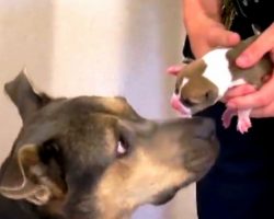 Dog Kicks Her Own Puppy Down A Drain In Excitement, Then Cries For Her Survival