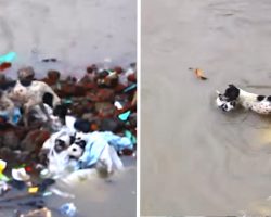 Mama Dog Seen Swimming Her Puppies To Safety Through Flood Waters