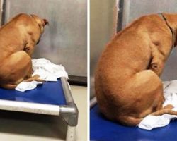 Dog Is Broken After His Adoption Falls Through, So He Stares At A Wall All Day