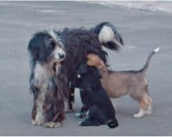 Matted Mom Wouldn’t Let Anyone Near, Puppies Pawed At Her & Couldn’t Nurse