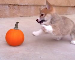 Tiny Corgi Mistakes Pumpkin For A Threat, Works To Neutralize It