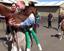Horse Delivers Rare Twin Foals, Vet Carries One In His Arms To Help Him Survive