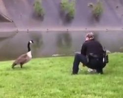 Goose Pecks At The Door Of A Police Car To Get The Cop’s Attention