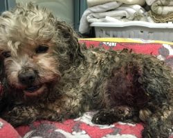 Tiny Dog Gets Viciously Mauled By 2 Larger Dogs, But The Vet Won’t Put Him Down