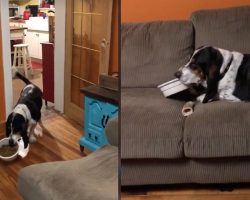 Spoiled Pup Takes His Food Dish To The Couch To Be Comfortable While Eating