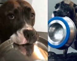Hungry Dog Enthusiastically Dances With Her Bowls Every Time She Wants Food
