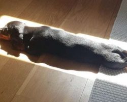 Dog Who Loves Sleeping In Sunlight Finds The Ideal Spot To Nap