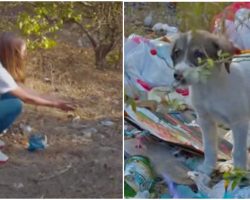 Woman Reaches To Sick Puppy Thrown In Trash But She Won’t Trust A Human Again