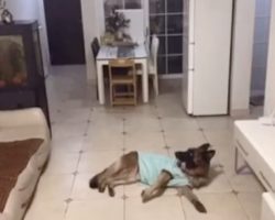 Dog Is Home Alone When Doorbell Rings, Owner Returns Later And Checks Footage
