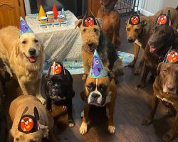 Dog Celebrates Her 4th Birthday With All Of Her Friends With Obedient Party