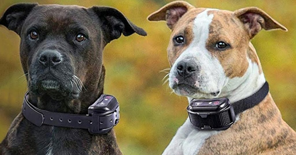 Petco Ends Sale Of Shock Collars “They Increase Fear & Anxiety In Dogs”