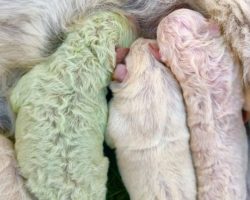 Dog In Italy Goes Into Labor And Gives Birth To A Green Puppy