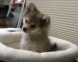 Tiny Pomeranian Hears Wolves, Tries Her Best To Mimic Them