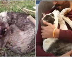 Beaten Puppy Struggling To Live Has Something To Say To The Man Who Helped Him