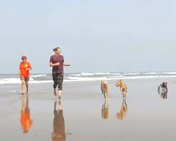 Rescue Takes Strays To Beach To Leave Painful Memories Of Their Pasts Behind