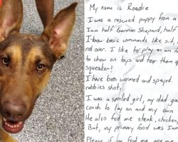 Dog Found Wandering The Street With A Note In A Bottle On Her Collar