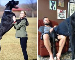 They Thought They Were Raising A Dog, But He Turned Out Bigger Than Some Horses