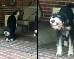 Dog Flashes Smiles For Mom When Seeing Her Come Home After A Long Day