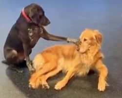 Dog Walks Over To Other Dogs In Daycare And Starts Petting Them Out Of The Blue
