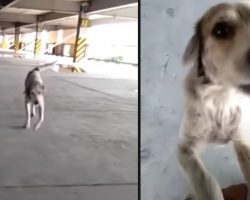 Lost Dog Cries Upon Seeing Dad Again After 3 Long Months Apart