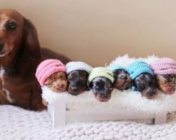 Dachshund Mama Poses With Her Little Sausages In Dog Maternity Photoshoot