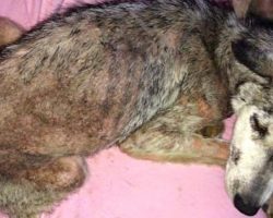 Dog Was Abused And Thrown Away On The Busy Highway, But She Was Not Alone