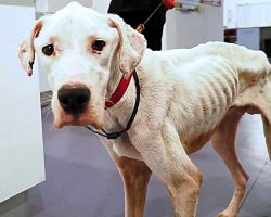 Skeletal Dog Dumped In A Field To Suffer Is Searching For His Perfect Human