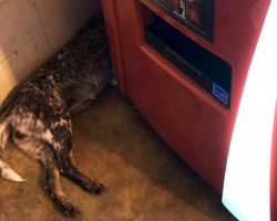 Man Goes To Buy A Soda And Sees A Pair Of Furry Legs Sticking Out From Behind The Machine