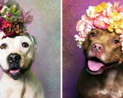 Photographer Goes On Noble Crusade To Help The Very Breed She Once Feared