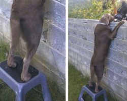 Dog Can’t Greet New Neighbors, So Owners Provide A Step Stool To See Over Wall