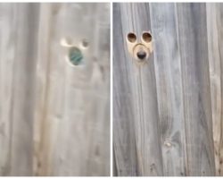 Clever Dog Mom Gives Her Pups A Way To Spy On Anyone Approaching Their Yard