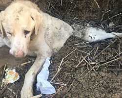 Dog Was Betrayed And Buried Alive In The Woods All Alone