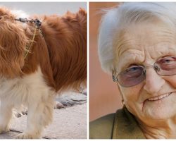 93-Year-Old Woman’s Tiny Spaniel Missing For 2 Days So She Calls Police In Tears