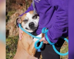 Abused Dog Loves Hugging Everyone, But No One Will Give Him A Forever Home