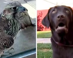 Falcon Lands On Dog’s Back And Starts Attacking Him, Stalks The Dog For Hours