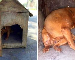 Owner Nails Shut A Dog House And Leaves It On The Street To Get Hit By A Car