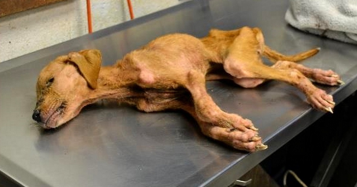 They Save Abused Dog From Brink Of Death, Dog Repays Them By