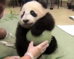 Baby Panda Thinks The Caretaker Has Come To Steal His Ball And Gets Paranoid