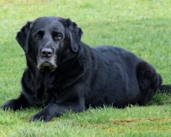 The New Method To Find Your Dog’s Age In Human Years