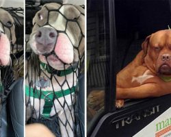 20 Hilarious Pics Of Dogs Acting Foolishly While Riding In Cars