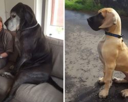 26 Humongous Great Danes Who Have No Idea How Big They Are