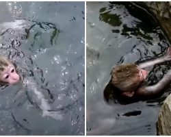 Baby Monkey Falls Into Frigid Water, Thrashes Around But Cannot Pull Herself Out